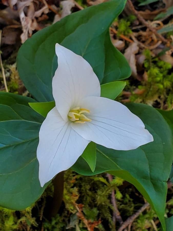 Trillium ovato 8