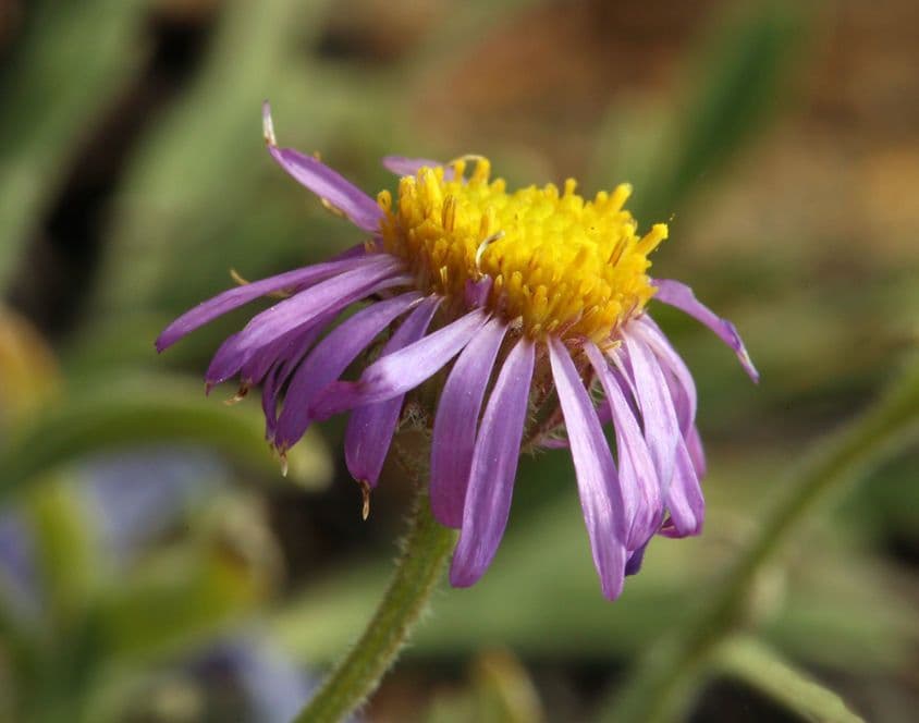 Fleabane 4