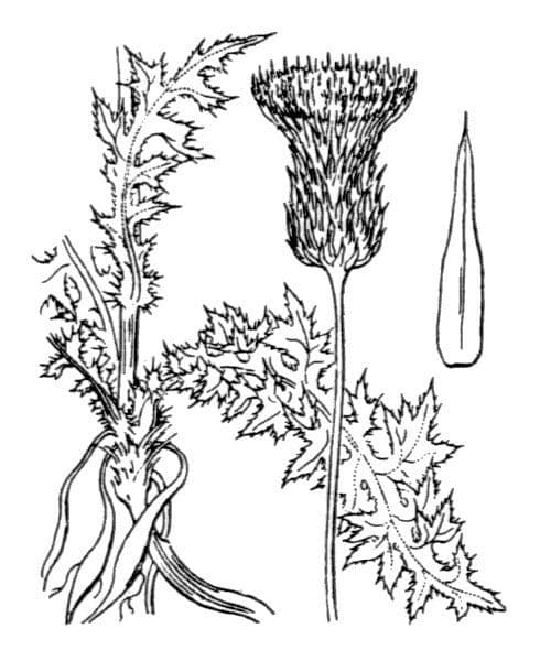Cirsium filipendulum 18