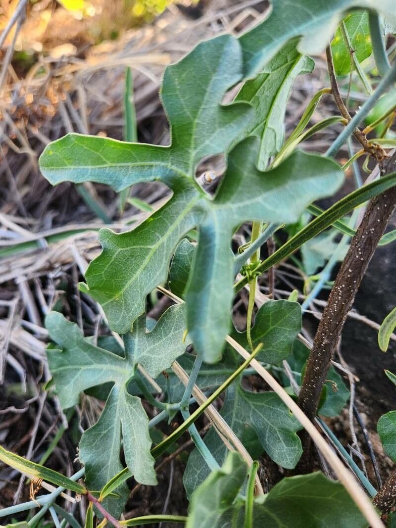 Coccinia 5