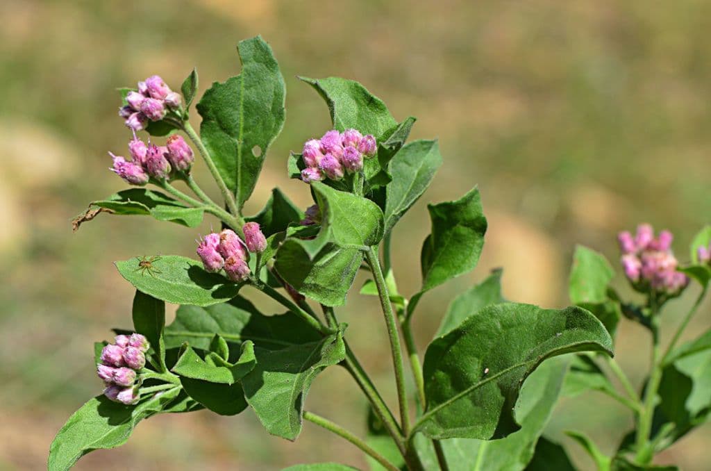 Pluchea canforata 6