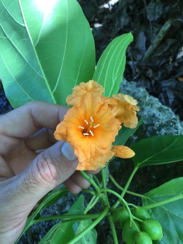 Cordia subcordata 8