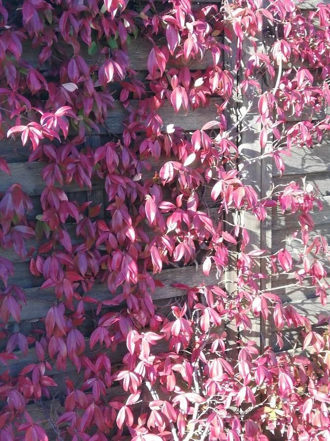 Photinia 11