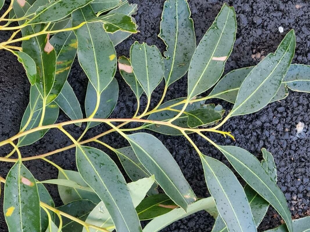 Eukalyptus" 6