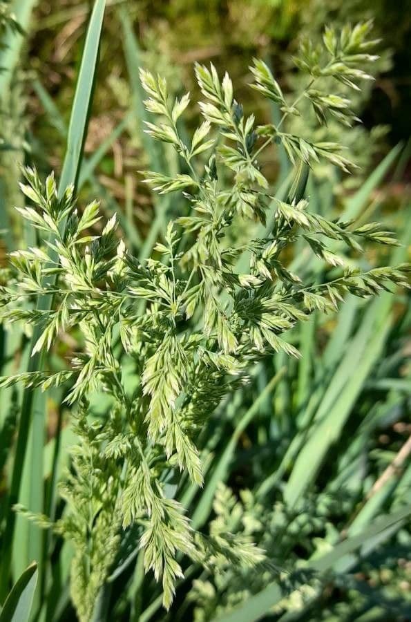 Poa