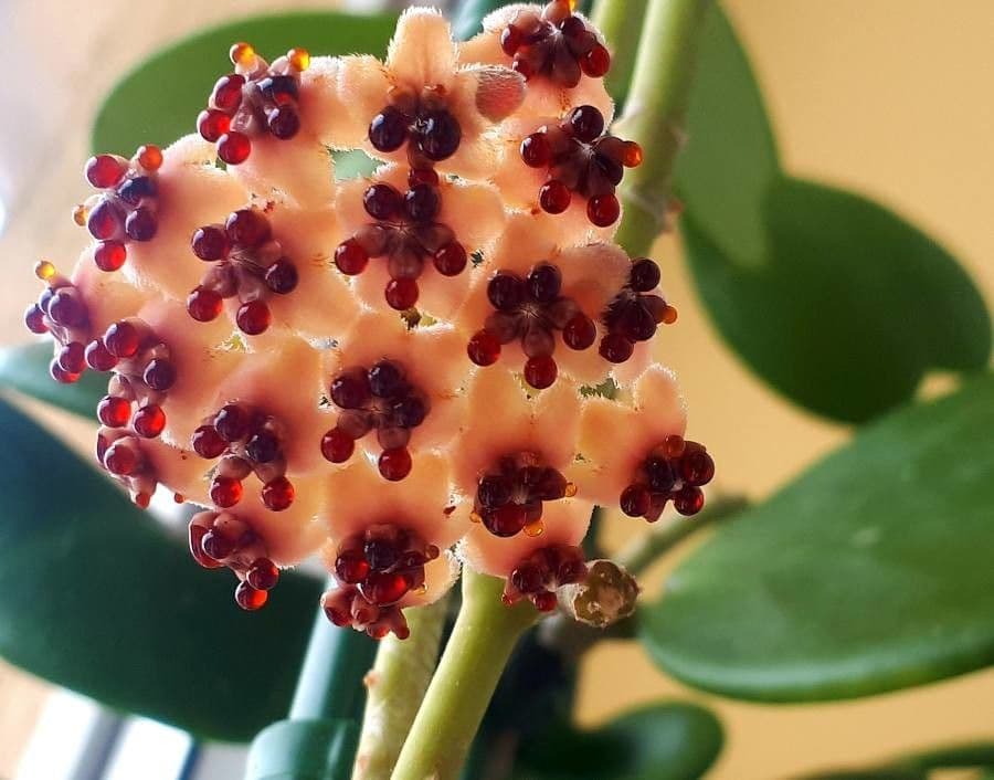 Hoya 4