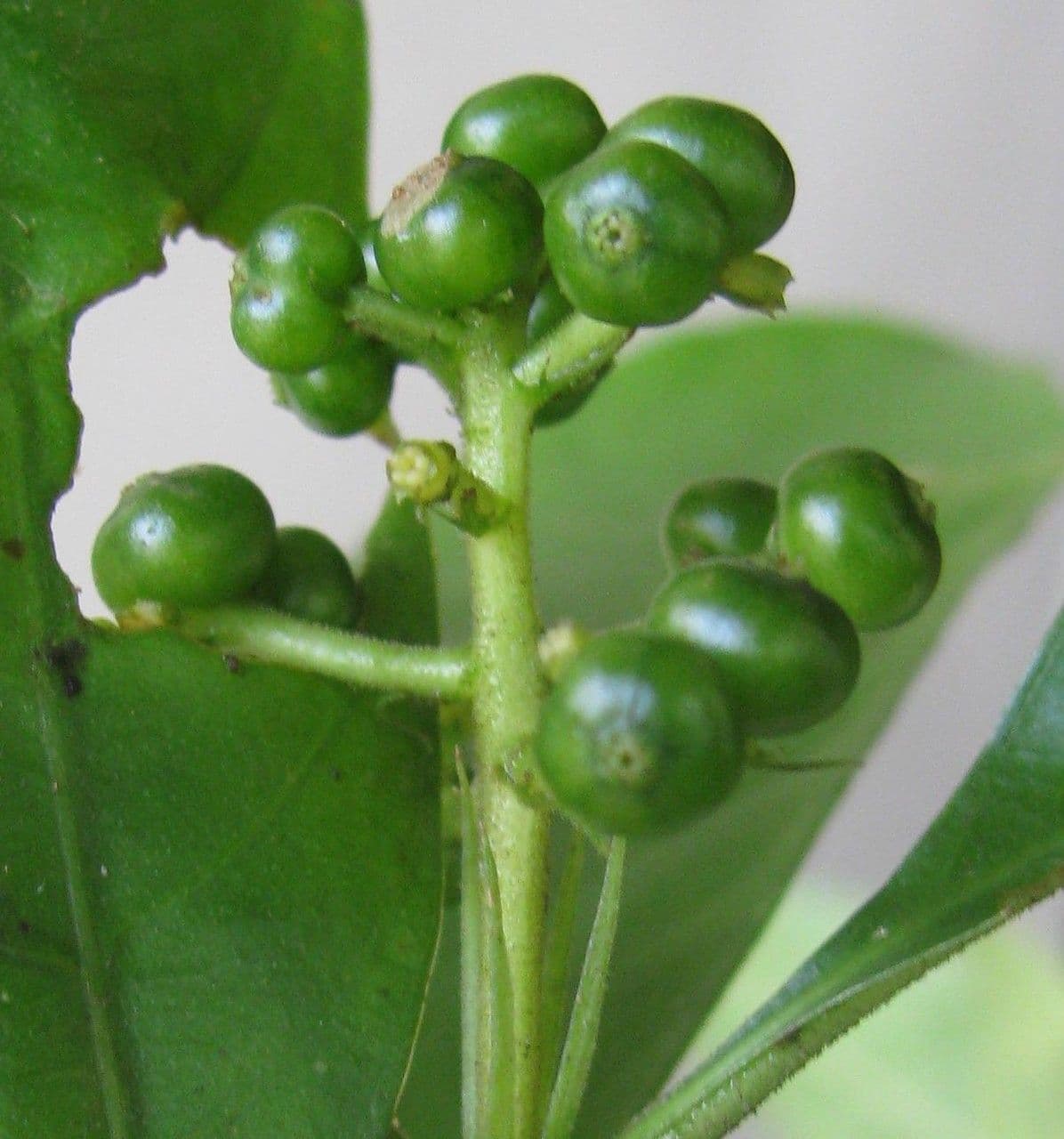 Psychotria 4