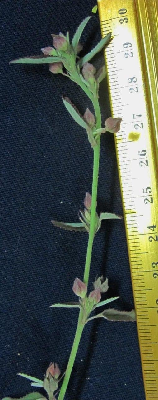 Sida spinosa 25