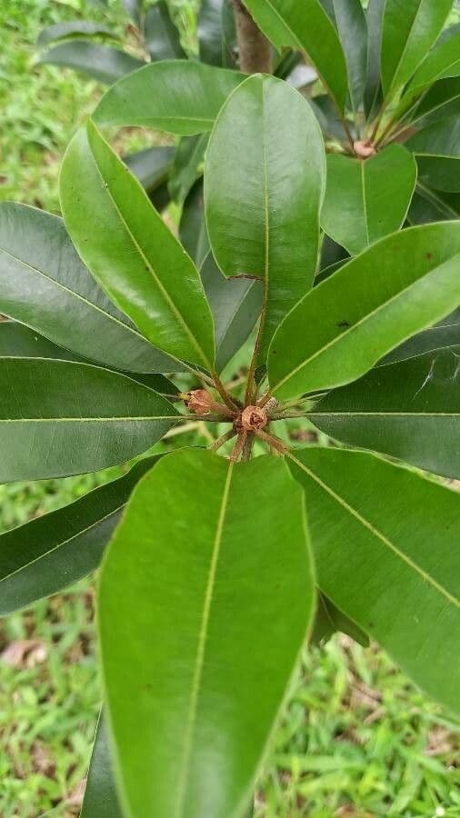 Sapodilla 6