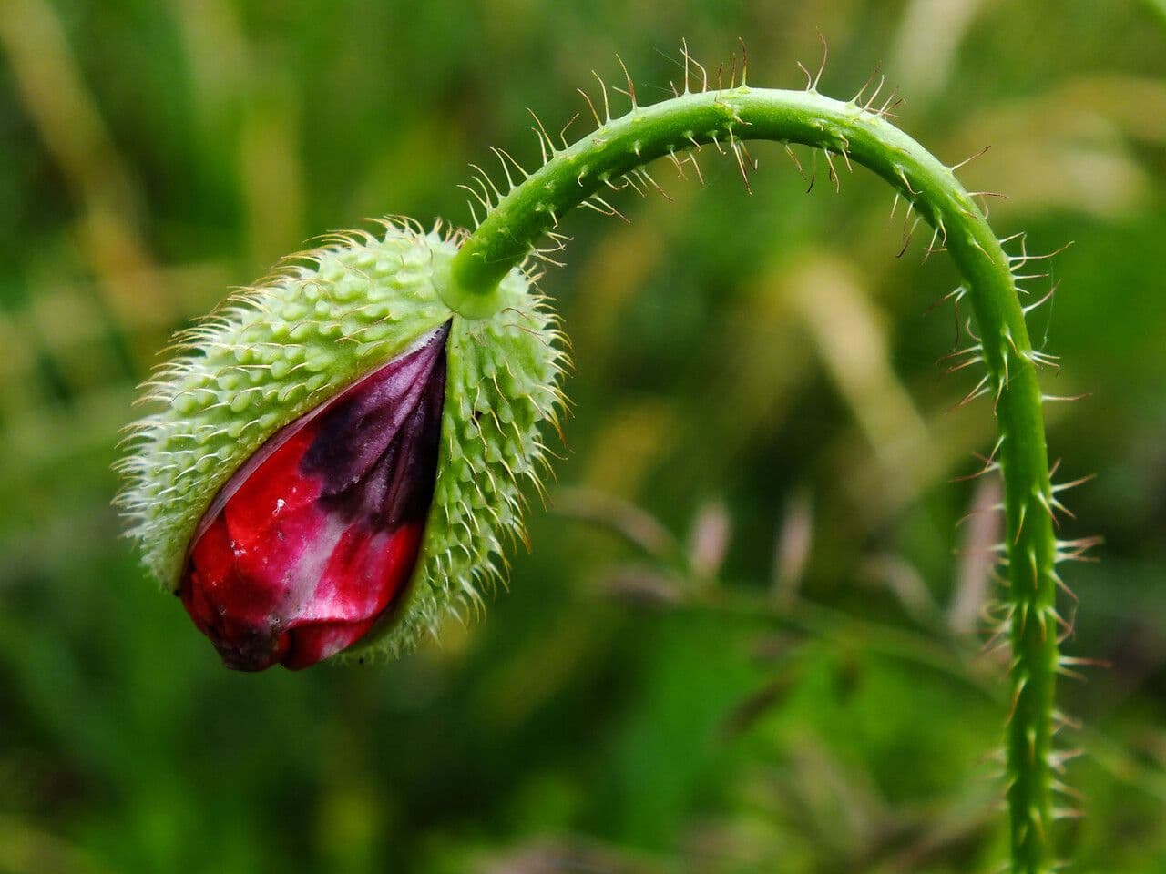 Sand-Mohn 6