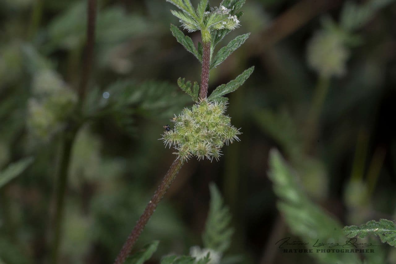 Lappola nodosa 5