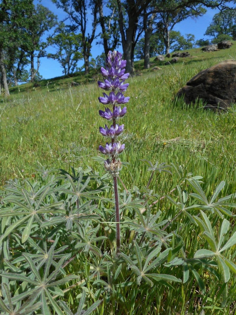 Dichtblütige Lupine 8