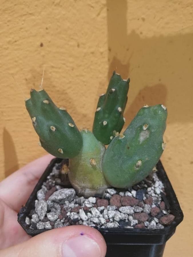 Cumulopuntia boliviana 11