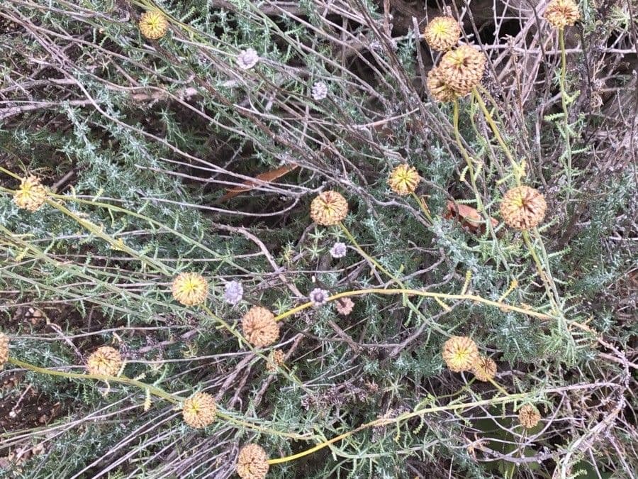 Oedera squarrosa 2