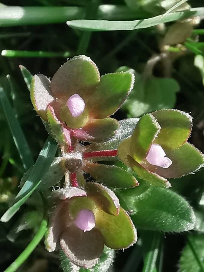 Androsace maxima 7