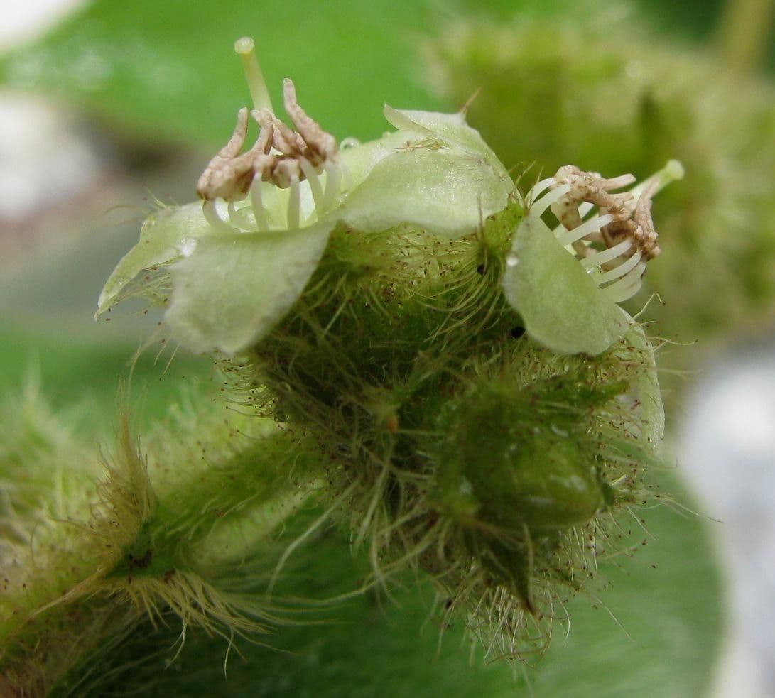Miconia pendente 8