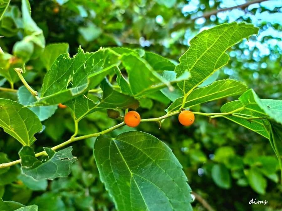 Celtis iguanaea 4