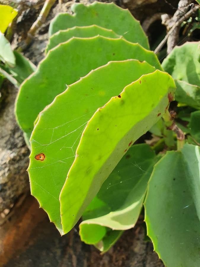 Cissus 8