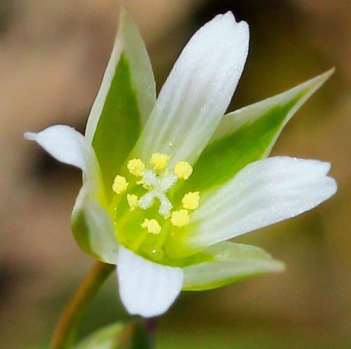 Moenchia erecta 3