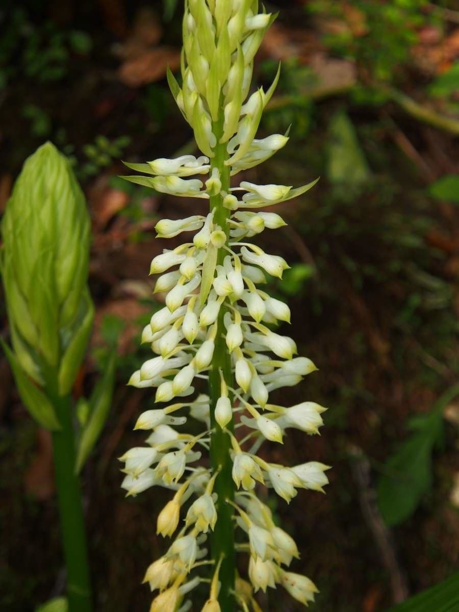 Calanthe
