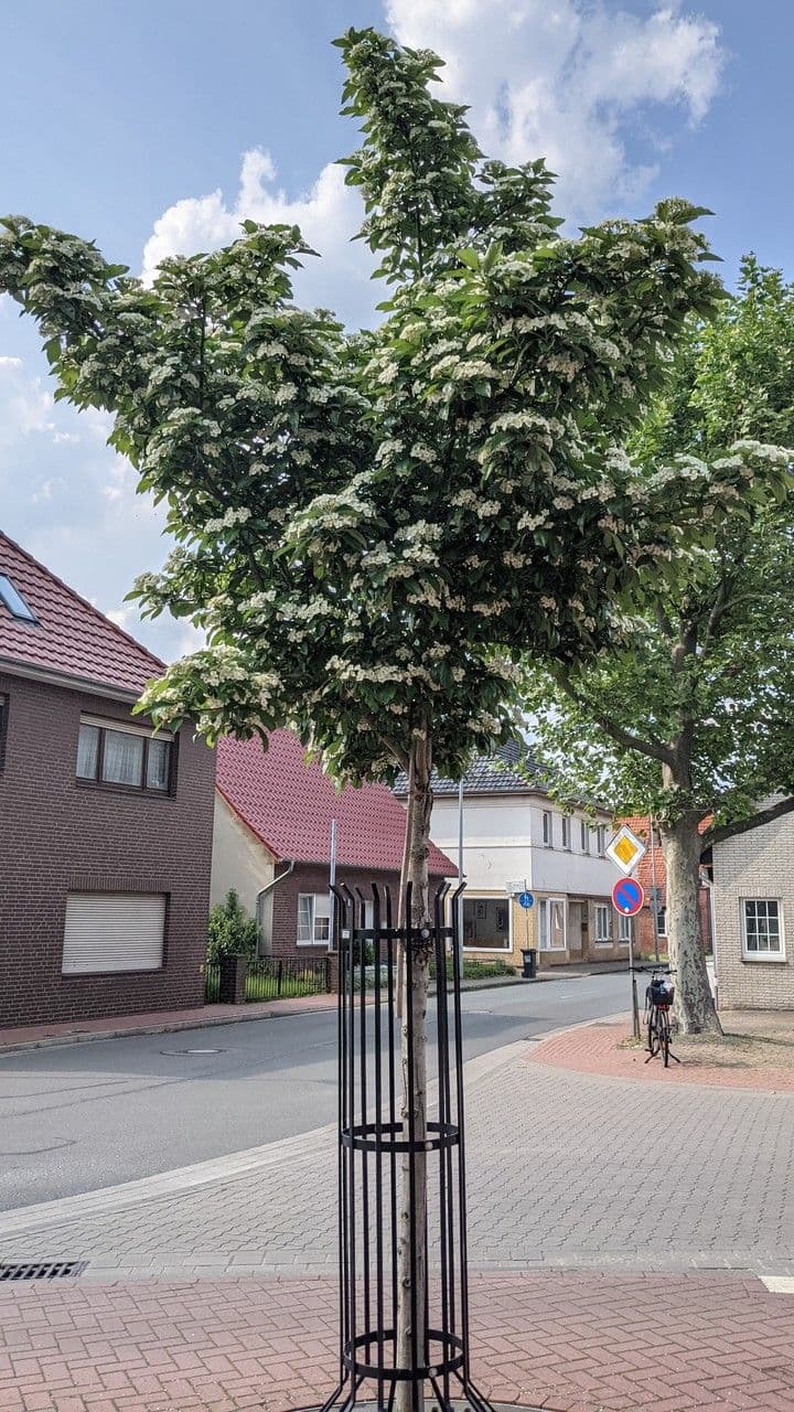 Hagedorn 15
