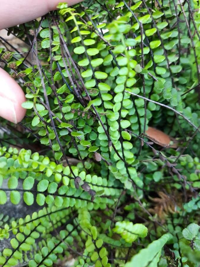 Asplenium 4