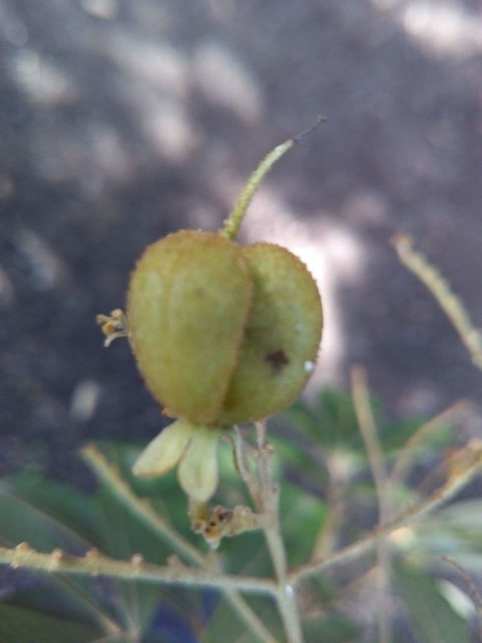 Cossinia pinnata 3