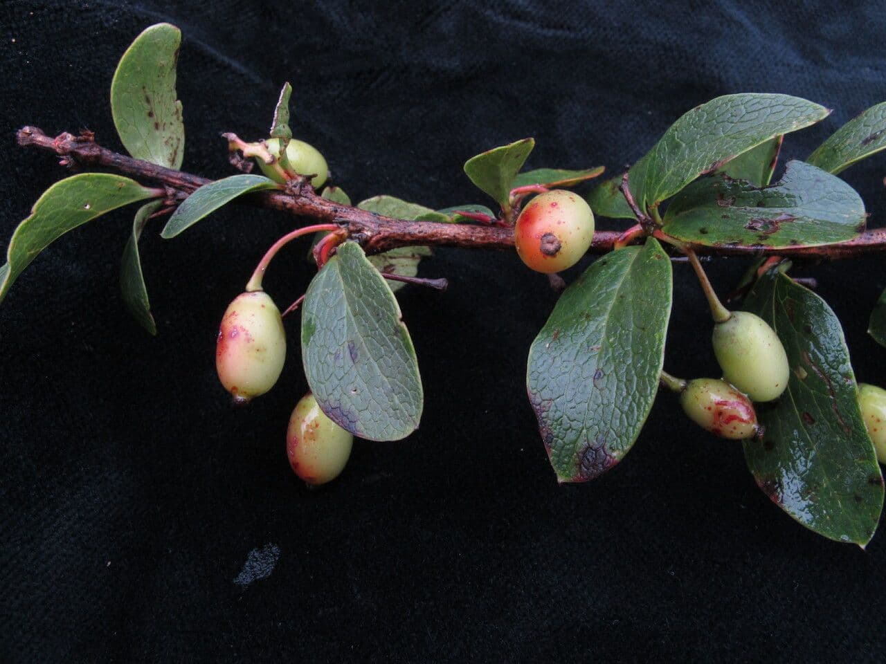 Graue Berberitze 3