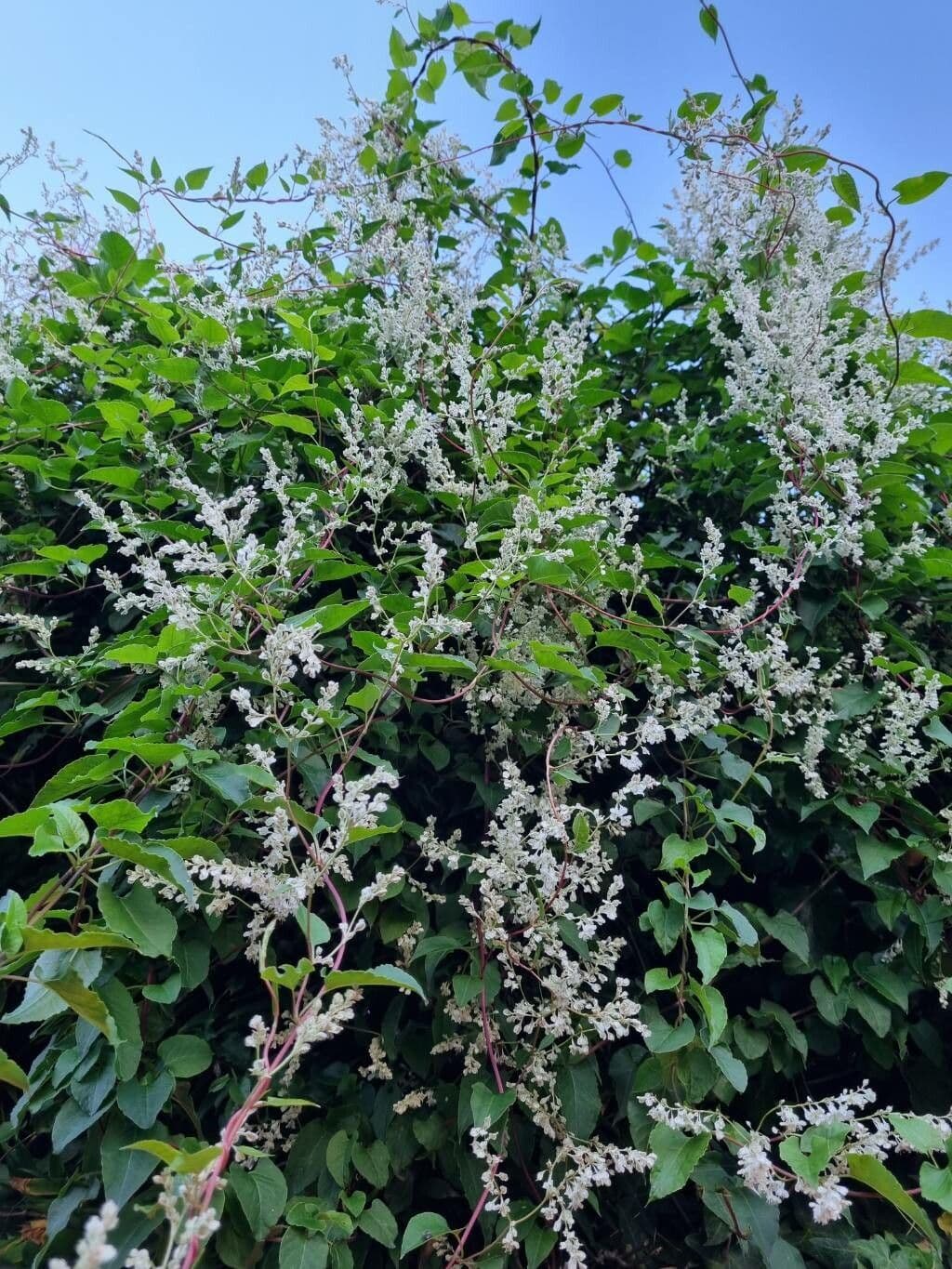 Rdest Auberta 27
