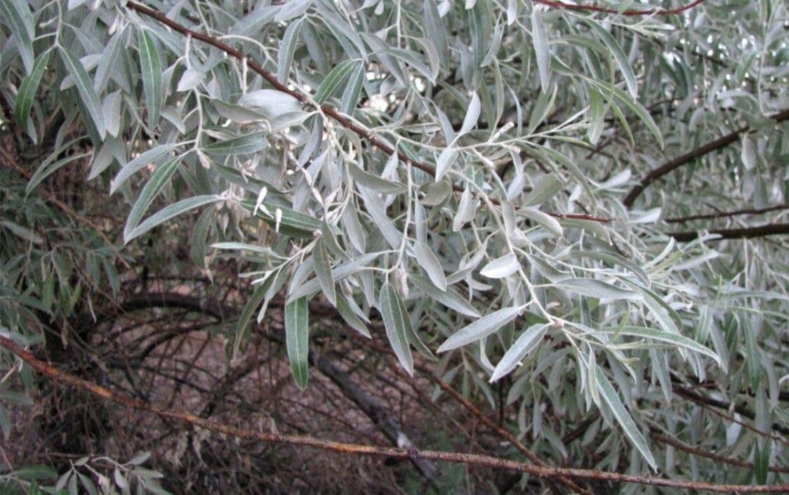 Hlošina stříbrná 7