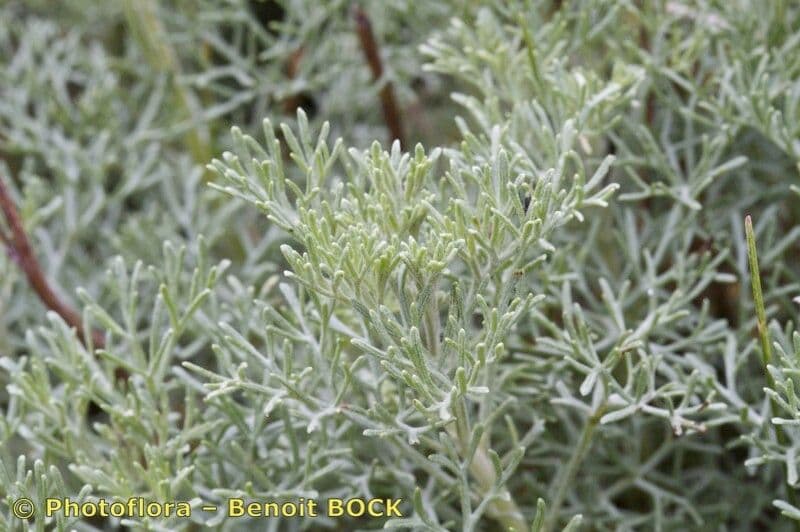 Weiße Artemisia 35