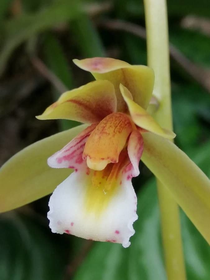 Cymbidium di Finlayson