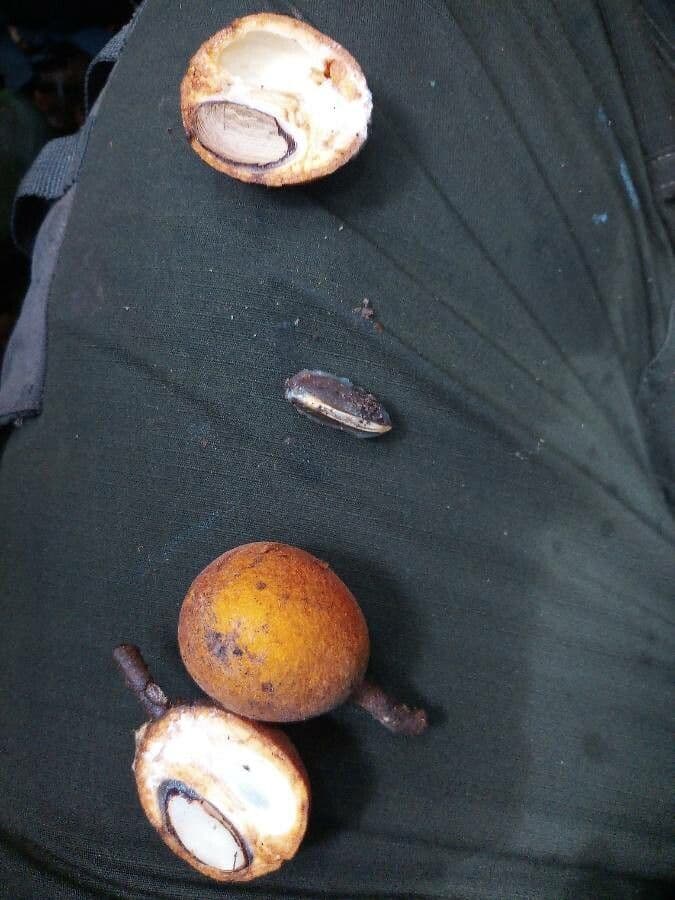 Chrysophyllum