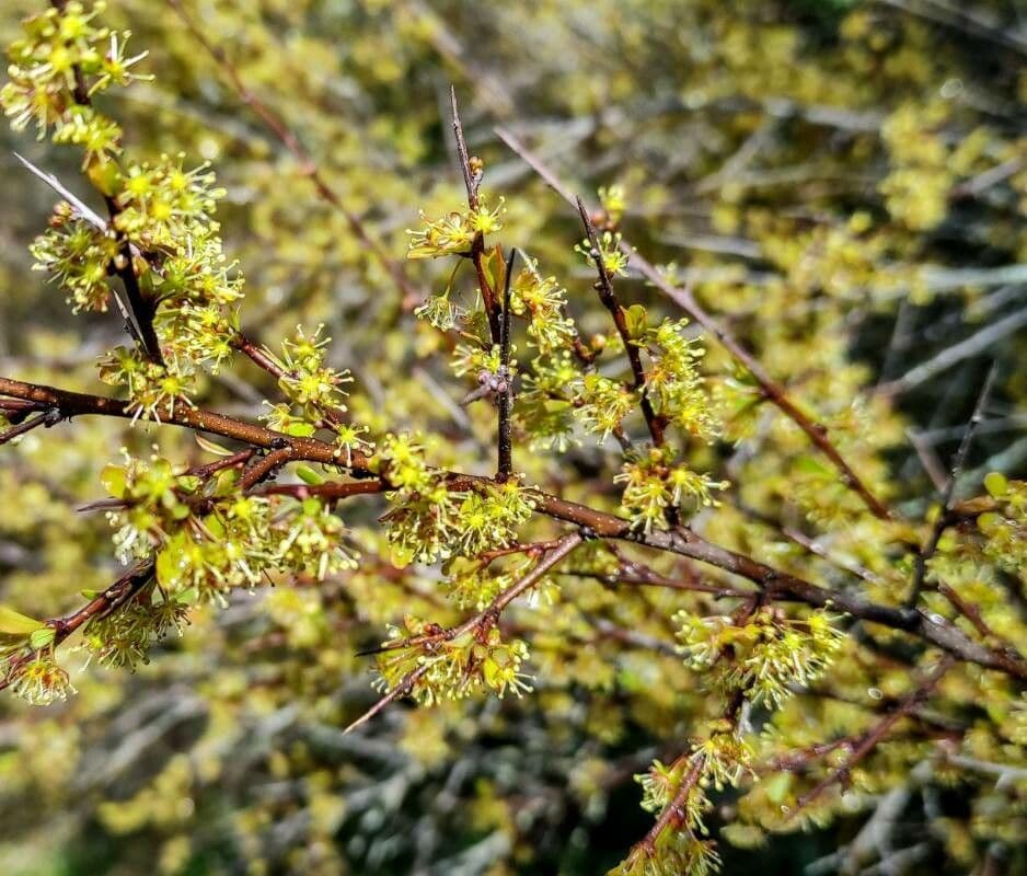 Flueggea tinctoria 6