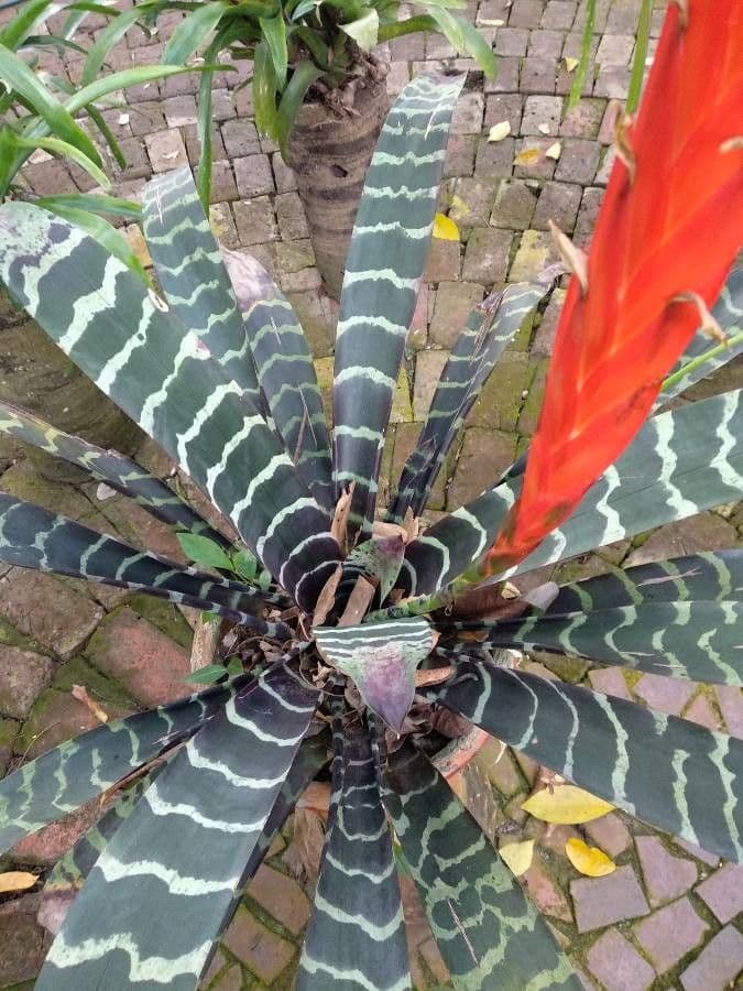 Cryptanthus 6