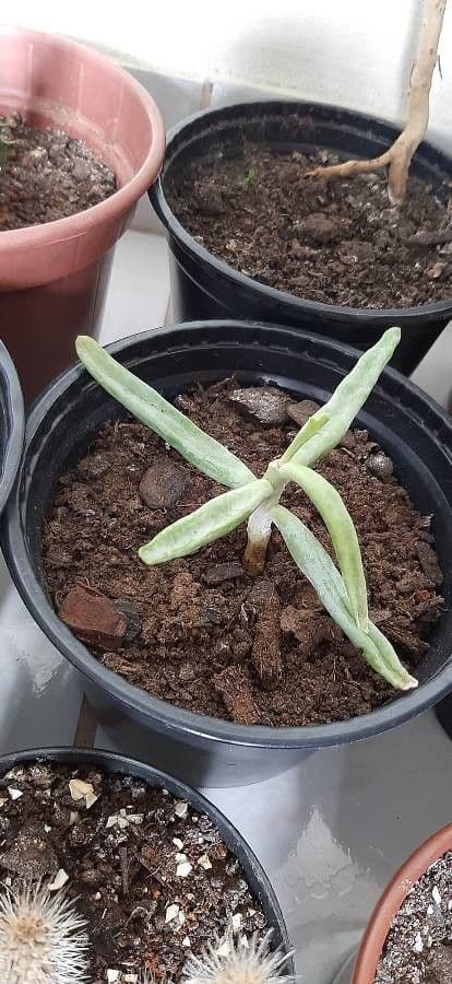 Dudleya densiflora 12