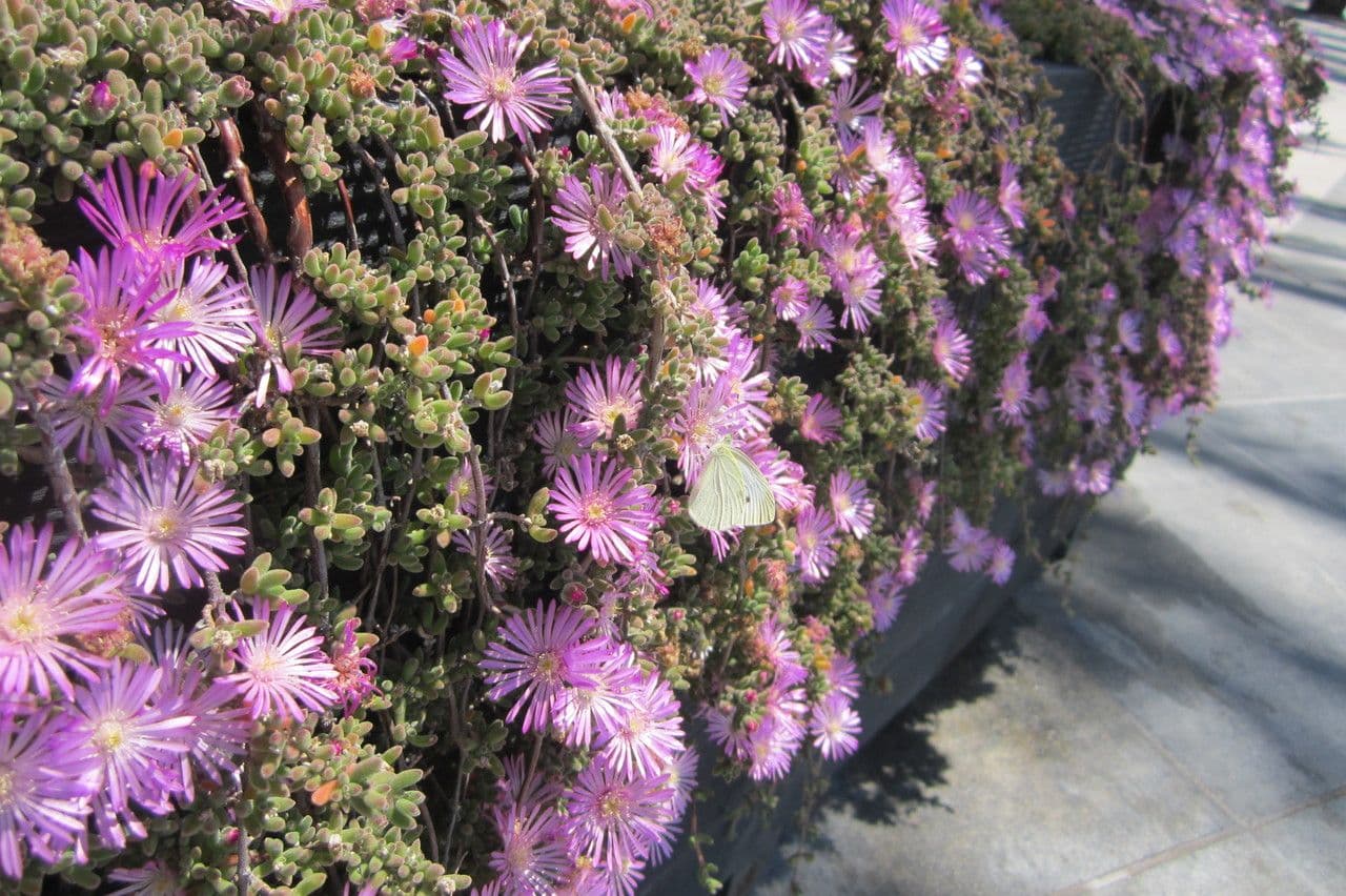 Drosanthemum fleuri 19