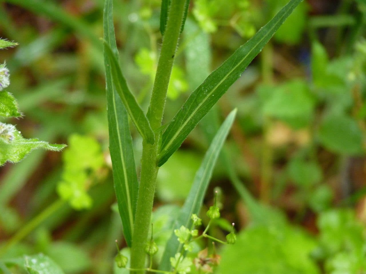Onagra stricta 20