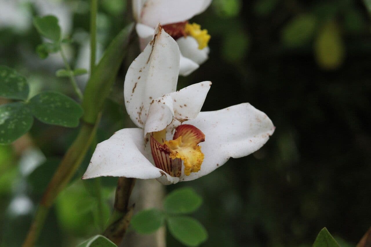 Maxillaria 3