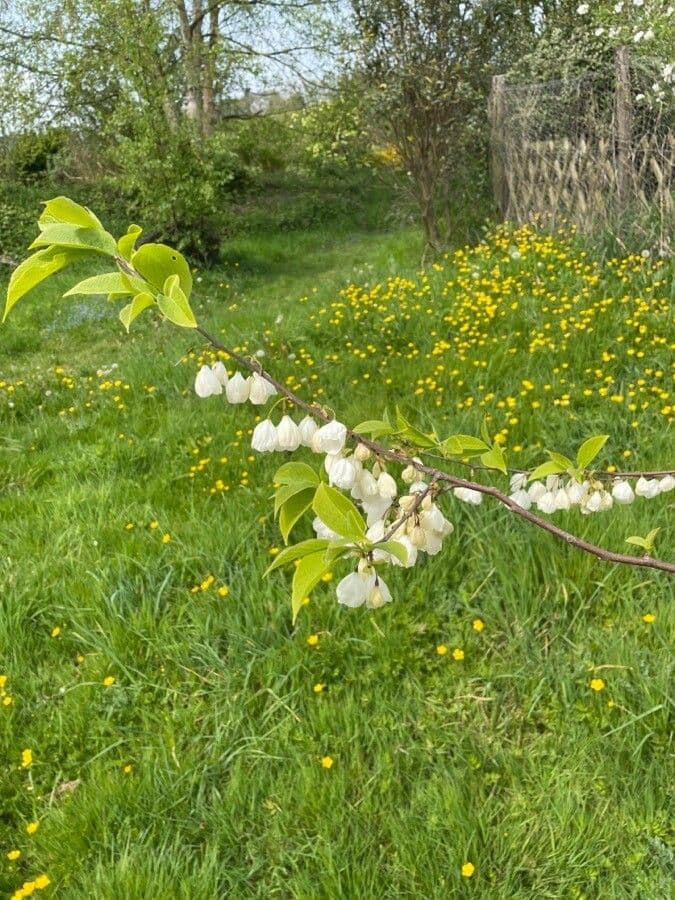 Karolinischer Schneeballbaum 9