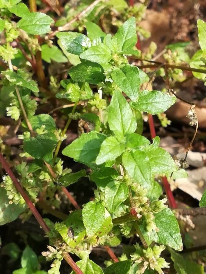 Parietaria 4