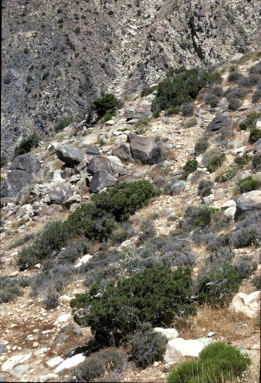 Ginepro della California 4