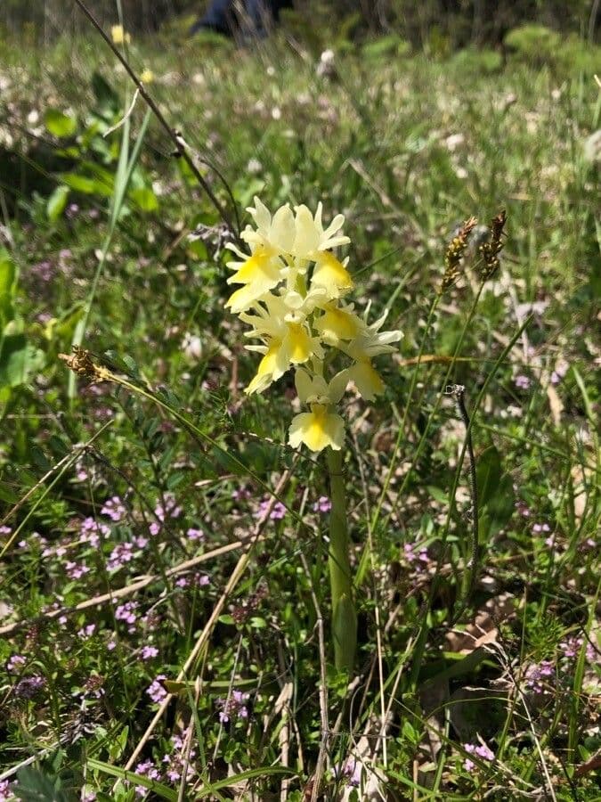 Orchide 3