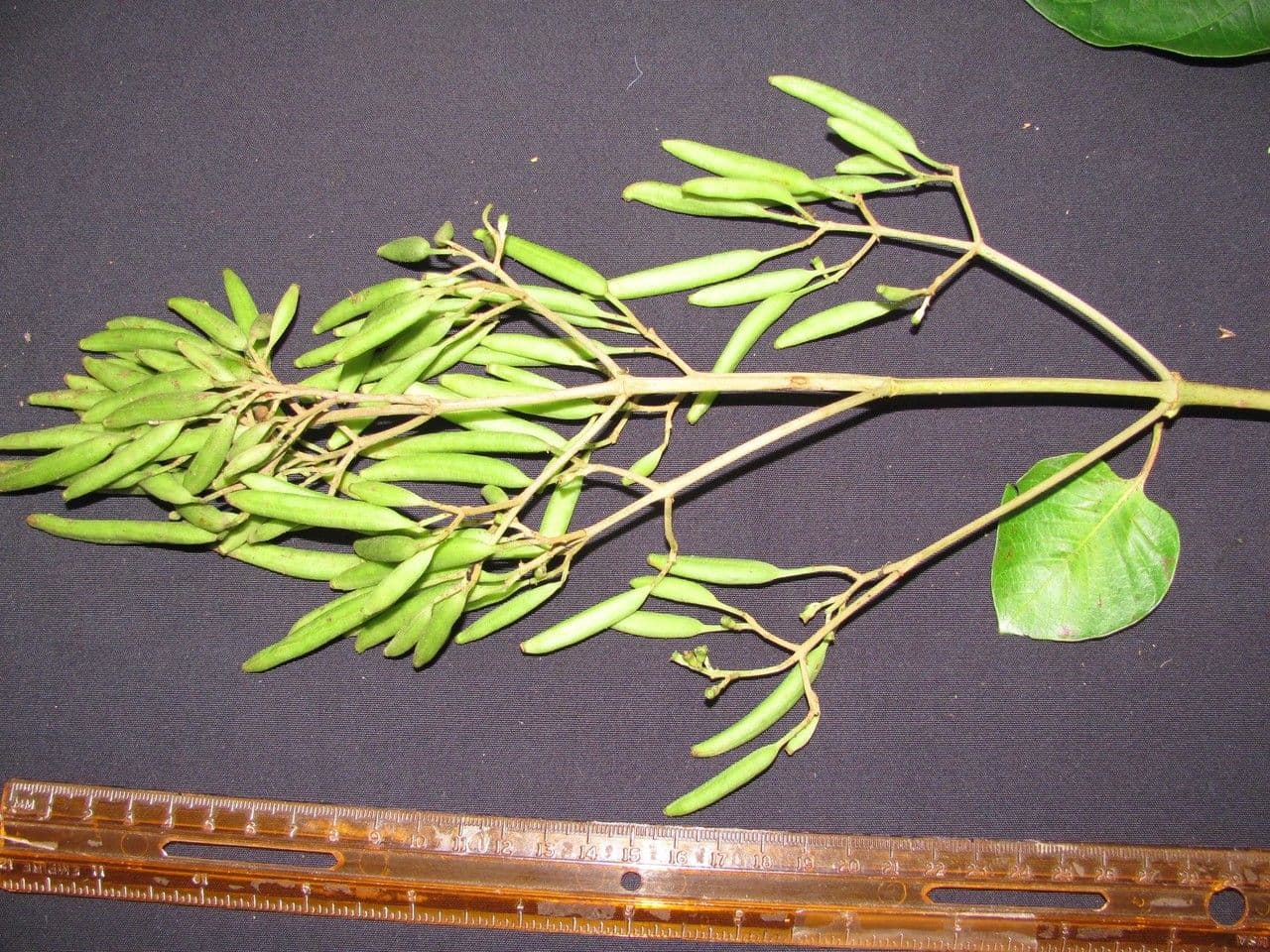 Chinarindenbaum 17