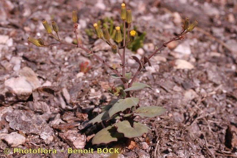 Senecio giallo 4