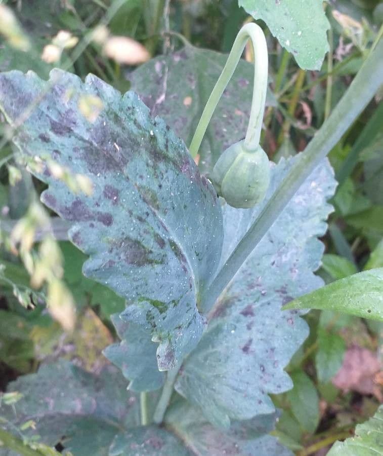 Schlafmohn 2