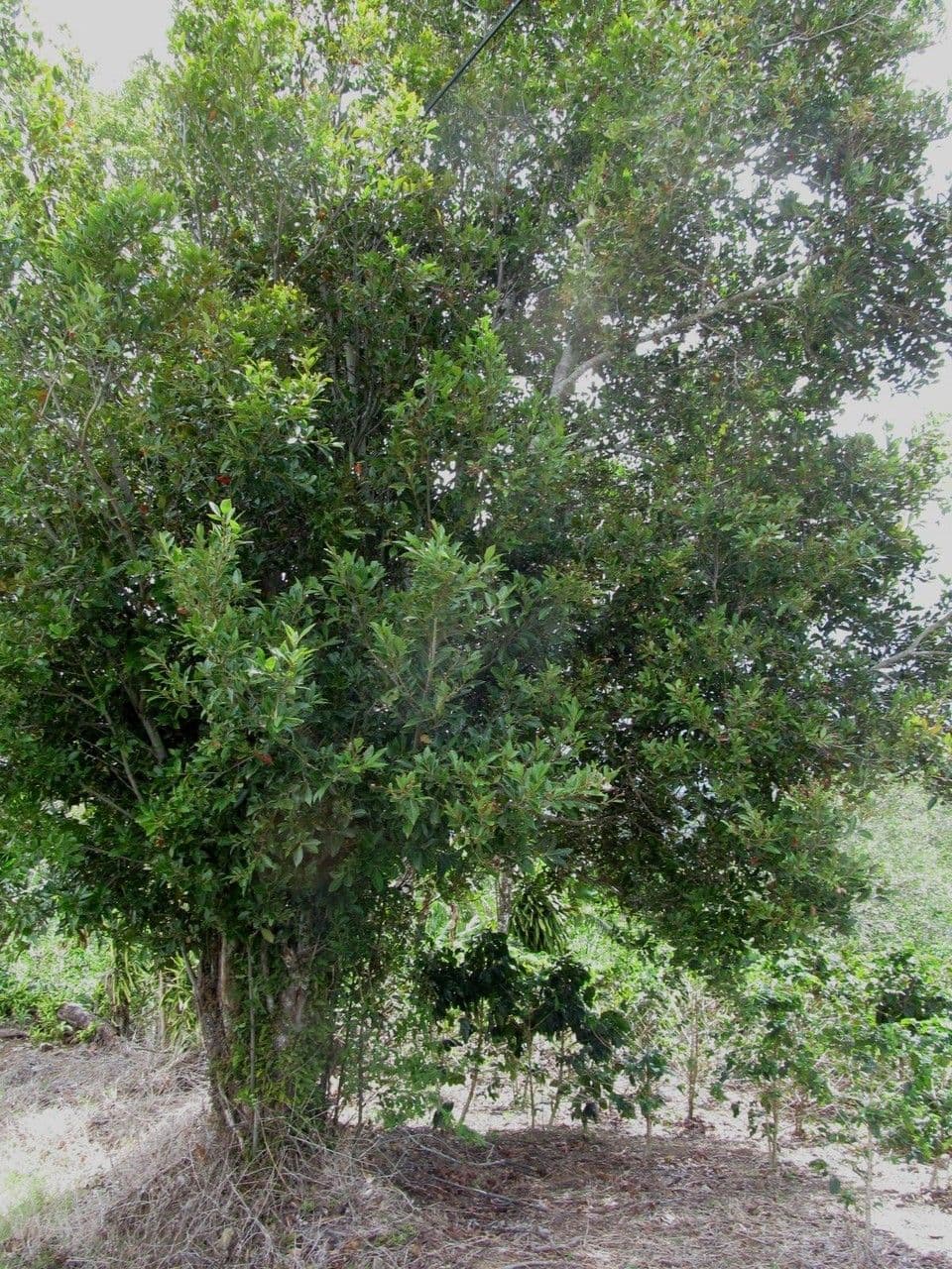 Nectandra 6