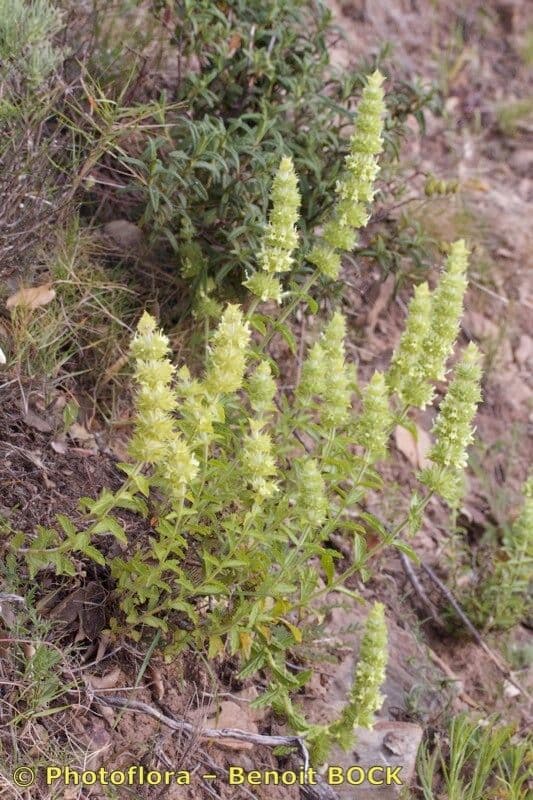 Sideritis 7