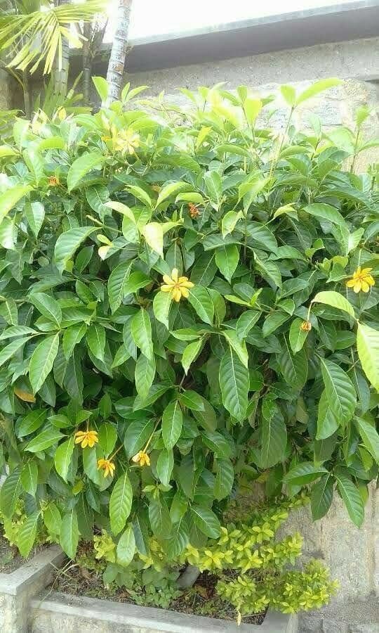 Magnolia champaca 11