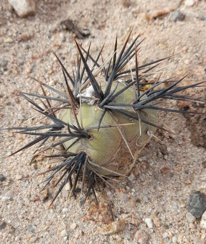 Tephrocactus 6